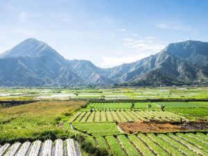 Blick über die grünen Reisefelder auf den Vulkan Rinjani