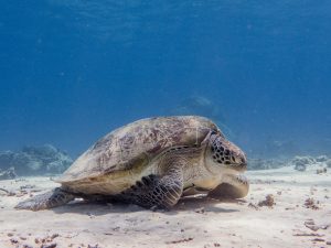 Eine Meeresschildkröte tummelt sich im Wasser
