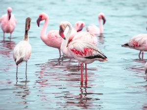 Eine Gruppe rosafarbene Flamingos vor blauem Wasser in der Walvis Bay Lagune