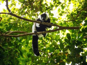 Landausflugsgäste können die heimischen Lemuren in der Wildnis entdecken