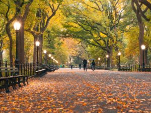 Der Central Park lädt zum Spazieren und Entspannen ein.