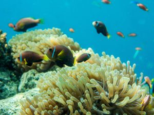 Bunte Fische schwimmen durch bunte Korallenriffe