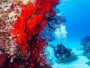 Landausflugsgäste können beim Tauchen in Ishigaki bunte Korallen bewundern