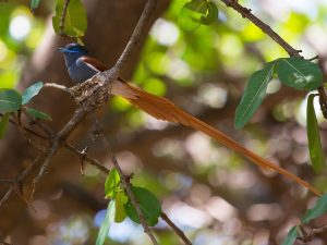 Der Seychellen-Schnäpper ist im Veuve Naturreservat zu Hause