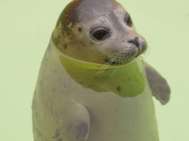 Robbe im Atlantikpark
