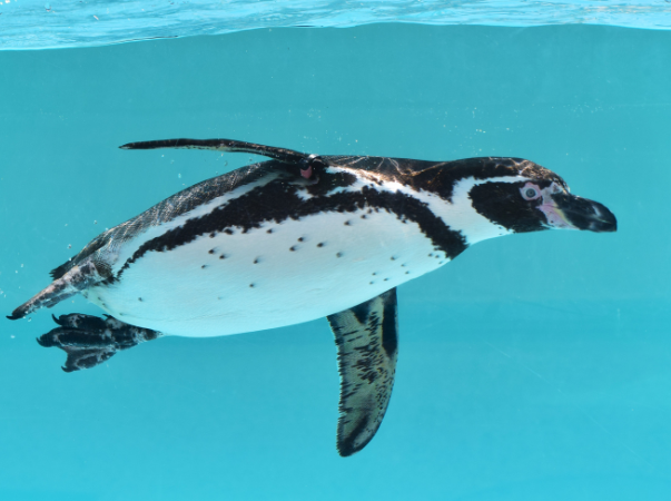 Pinguin unter Wasser