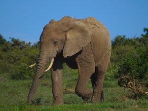 Ein freilaufender Elefant im Addo Elephant National Park