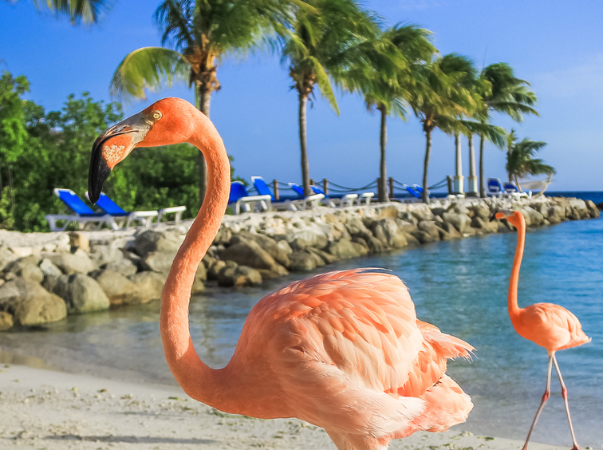 Flamingo am Strand von Aruba