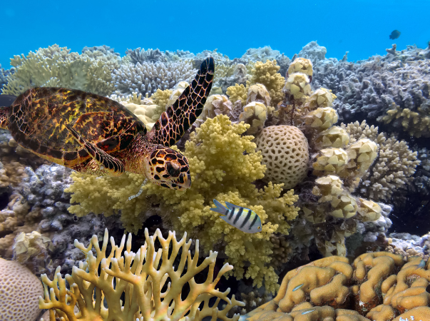 UNESCO-Weltnaturerbe Belize Barrier Reef