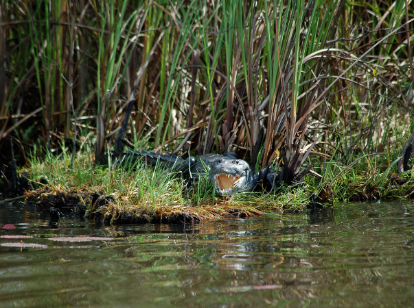 Am Ufer der New River Lagoon